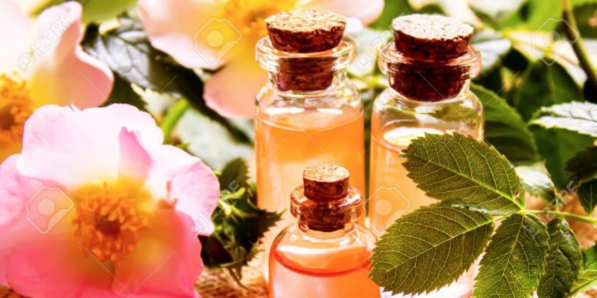 Olejek z pestek dzikiej róży – właściwości, zastosowanie w pielęgnacji urody