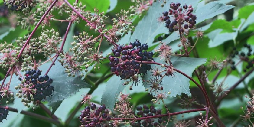 WHO daje zielone światło medycynie naturalnej